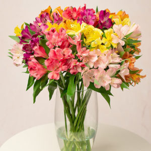 Rainbow Alstroemeria
