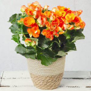 Orange Begonia