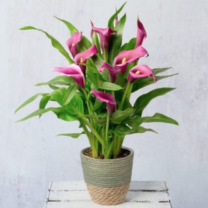 Purple Calla Lily Plant