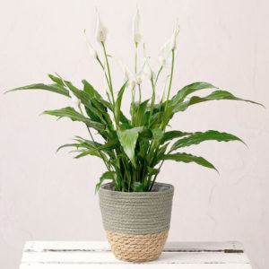 Peace Lily Plant