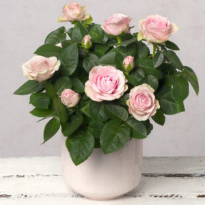 Pink Rose in Ceramic Pot