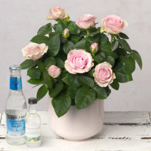 Pink Rose Gin Gift Set