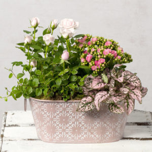 Pink Plants in Zinc Planter