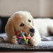Golden retriever dog puppy playing with toy