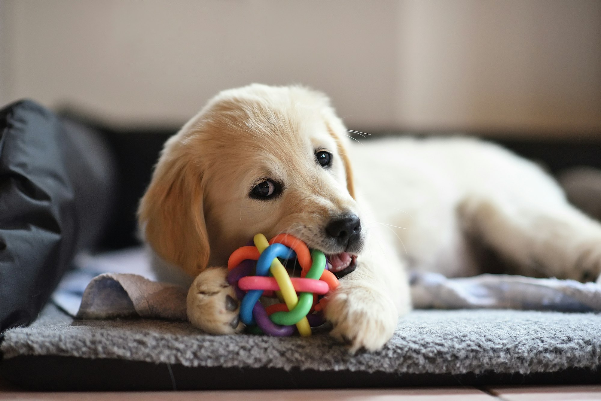 Unleash the Fun: Tail-Wagging Dog Toys for Endless Entertainment!